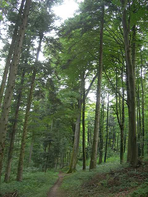 Funghi di frontiera